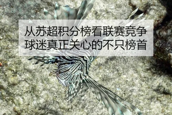 从苏超积分榜看联赛竞争 球迷真正关心的不只榜首